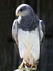 Black-chested Buzzard Eagle