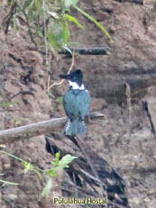 Amazon Kingfisher - Chloroceryle amazona