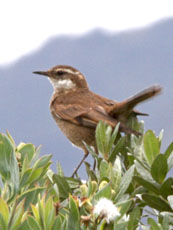 Bar-winged Cinclodes