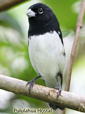 Black-and-white Seedeater