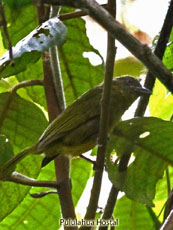 Ocre-bellied Tanager