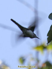 Black-eared Fairy