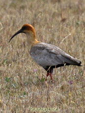 Black-faced Ibis