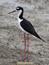 Black-necked Stilt