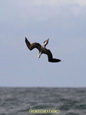 Blue-footed Booby