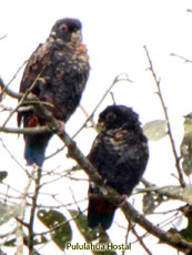 Bronze-winged Parrot