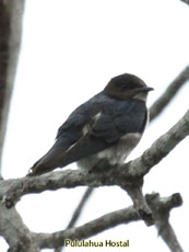 Brown-chested Martin