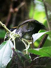 Chestnut-capped Brush-Finch