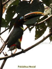 Chestnut-eared Aracari