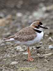 Collared Plover