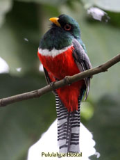 Collared Trogon