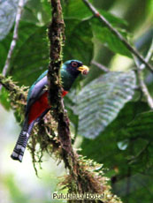 Collared Trogon