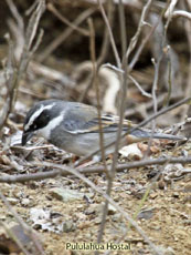 Collared Warbling Finch -  Male