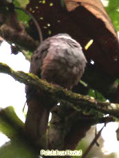 Dusky Pigeon