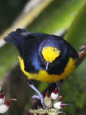 Fulvous-vented Euphonia