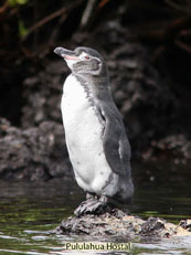 Galapagos Penguin