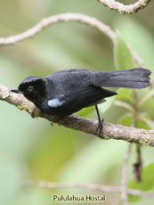 Glossy Flowerpiercer