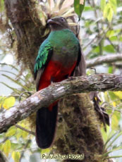 Golden Headed Quetzal