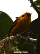 Golden Tanager