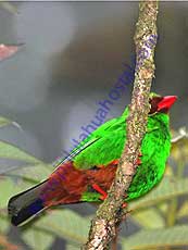 Grass-green-Tanager