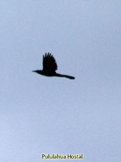 Long-tailed Grackle