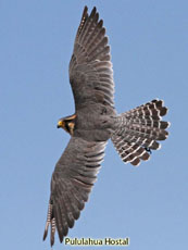 Aplomado Falcon