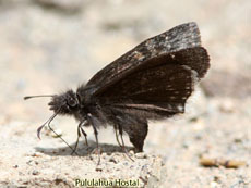 Hetropterinae sp-Skipperling sp