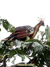 Hoatzin