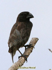 Large Ground-Finch