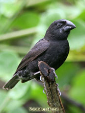 Large Ground-Finch_Geospiza magnirostris