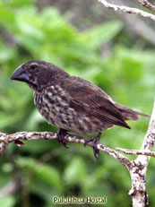 Large Ground-Finch Geospiza magnirostris