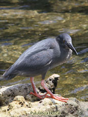 Lava Gull