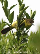 Lemon-rumped Tanager_Ramphocelus icteronotus