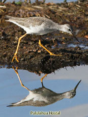 Lesser Yellowlegs