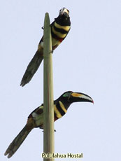 Many-banded Aracari