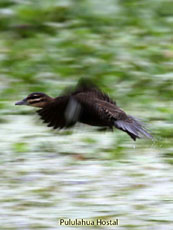 Masked Duck