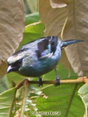 Metallic-green Tanager_Tangara labradorides