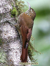 Montane-Woodcreeper_Lepidocolaptes-lacrymiger