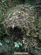 White-capped Dipper Nest