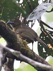 Ocre-breasted Tanager