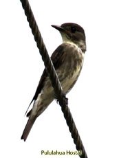 Olive-sided Flycatcher