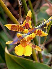 Oncidium sp