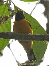 Orange-bellied-Euphonia_Euphonia-xanthogaster