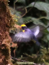 Orange-bellied Euphonia