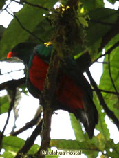 Pavonine Quetzal