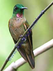 Fawn-breasted Brilliant