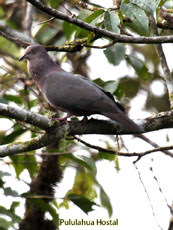 Plumbeous Pigeon