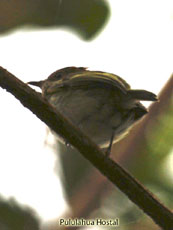 Scale-crested Pygmi Tyrnat