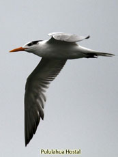 Royal Tern