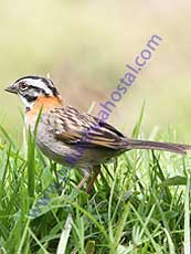 Rufous-collared Sparrow